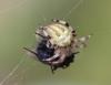 Araneus quadratus